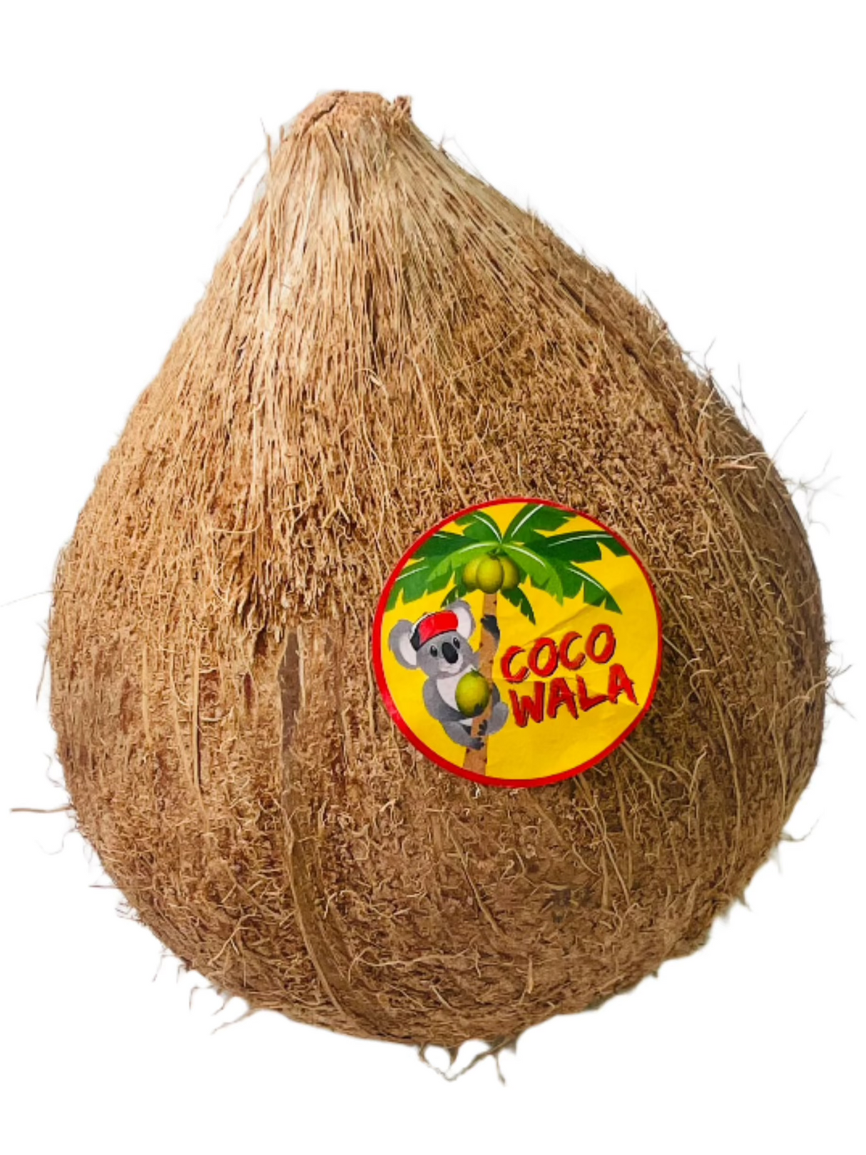 Coconut With Shell 1Pc